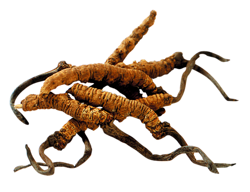 Cordyceps Sinensis Mycelia